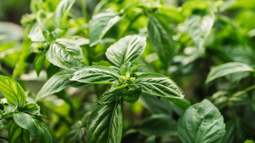 The Early Basil Step That Leads To Bigger Harvests Later
