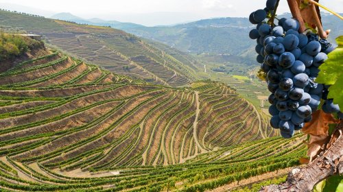 Why Elevation Impacts The Flavor Of Wine