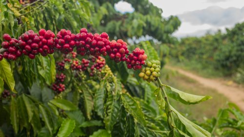 What Makes Kenya's Coffee So Special?