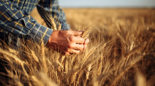Argentina May No Longer Be The Answer To The Global Wheat Shortage