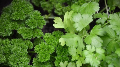 Is It Better To Cook With Curly Or Flat-Leaf Parsley?