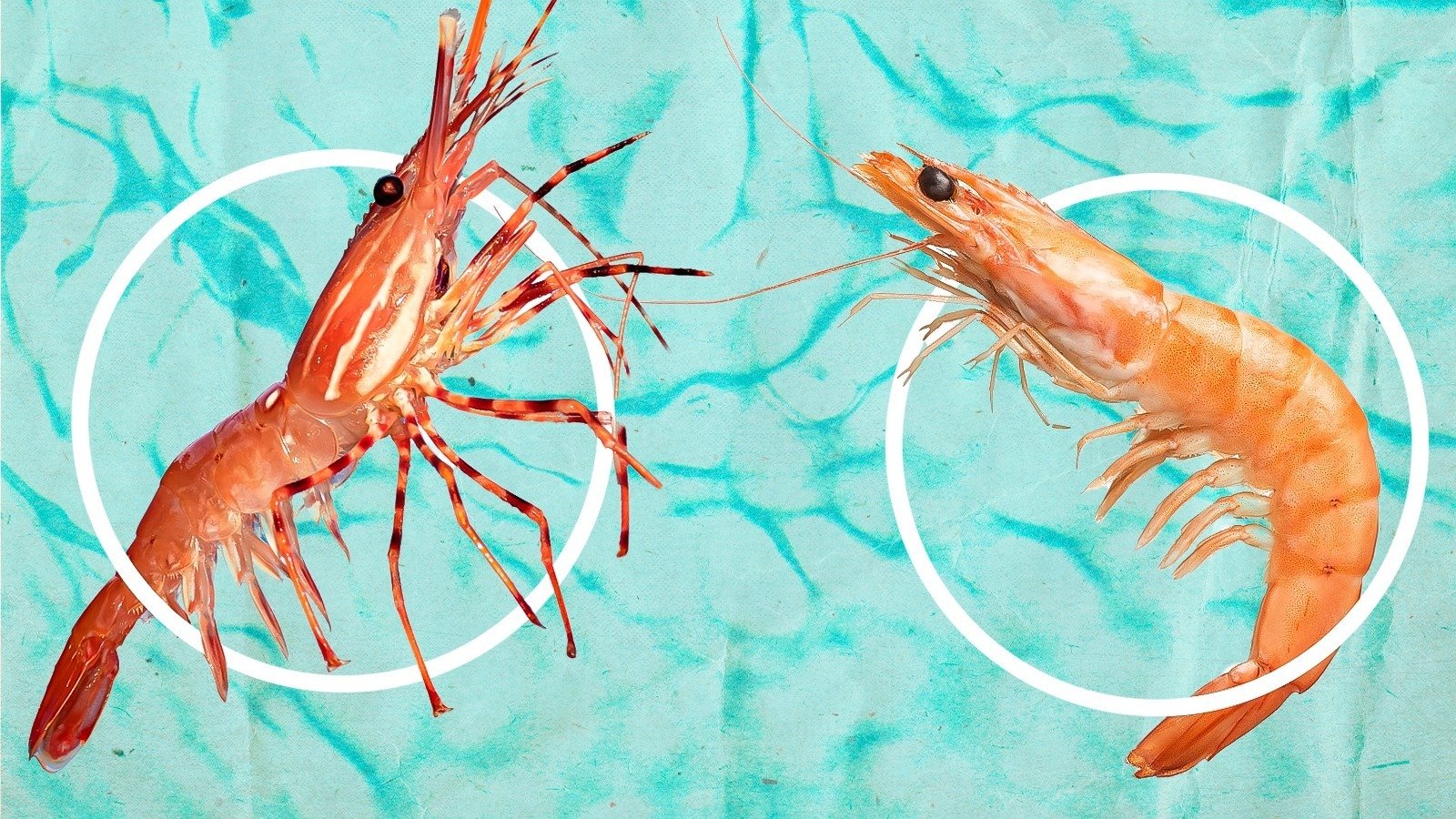Is There A Difference Between Shrimp And Prawns?