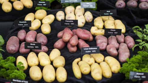 23 Types Of Potatoes And When To Use Them