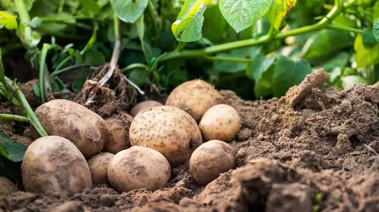 The Unbelievable Reason Potatoes Were Illegal In France