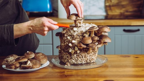 Why Mushroom Cultivation Is A Booming Craft Among Many Chefs
