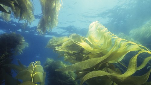 12 Reasons You Should Be Eating More Kelp