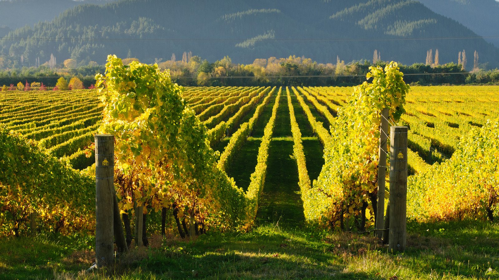 New Zealand's Secret To Sustainable Wines