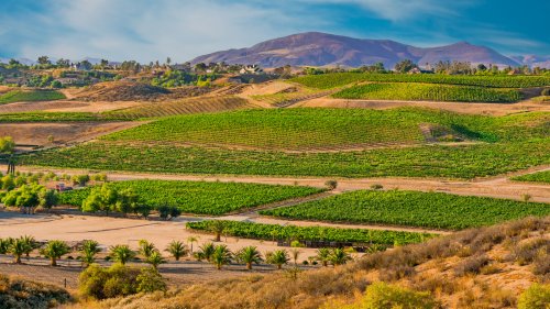New Report Predicts Dark Future For California Vineyards