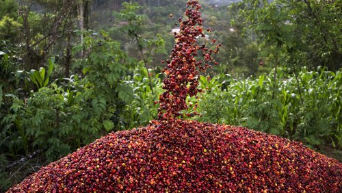 Why Guatemala's Coffee Is So Special