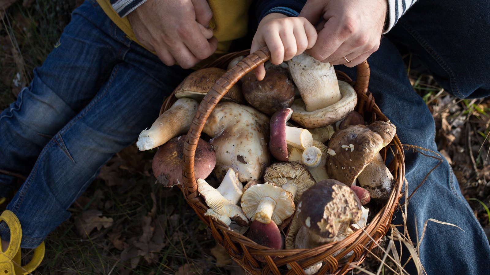 17 Types Of Mushrooms And How To Best Cook Them