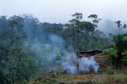 Nach Protest gegen illegale Abholzung: Waldschützer in Guatemala nach Drohungen ermordet