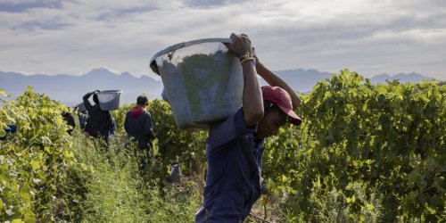 Fairtrade-Wein ohne Mindestlohn