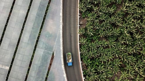 Landwirtschaft auf den Kanaren: Warum es mit der Banane krumm läuft