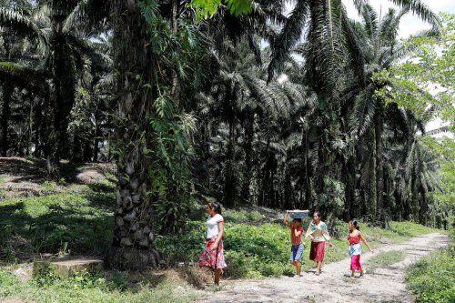 Landwirte in Honduras: Palmöl-Bauern hoffen auf ein deutsches Gesetz