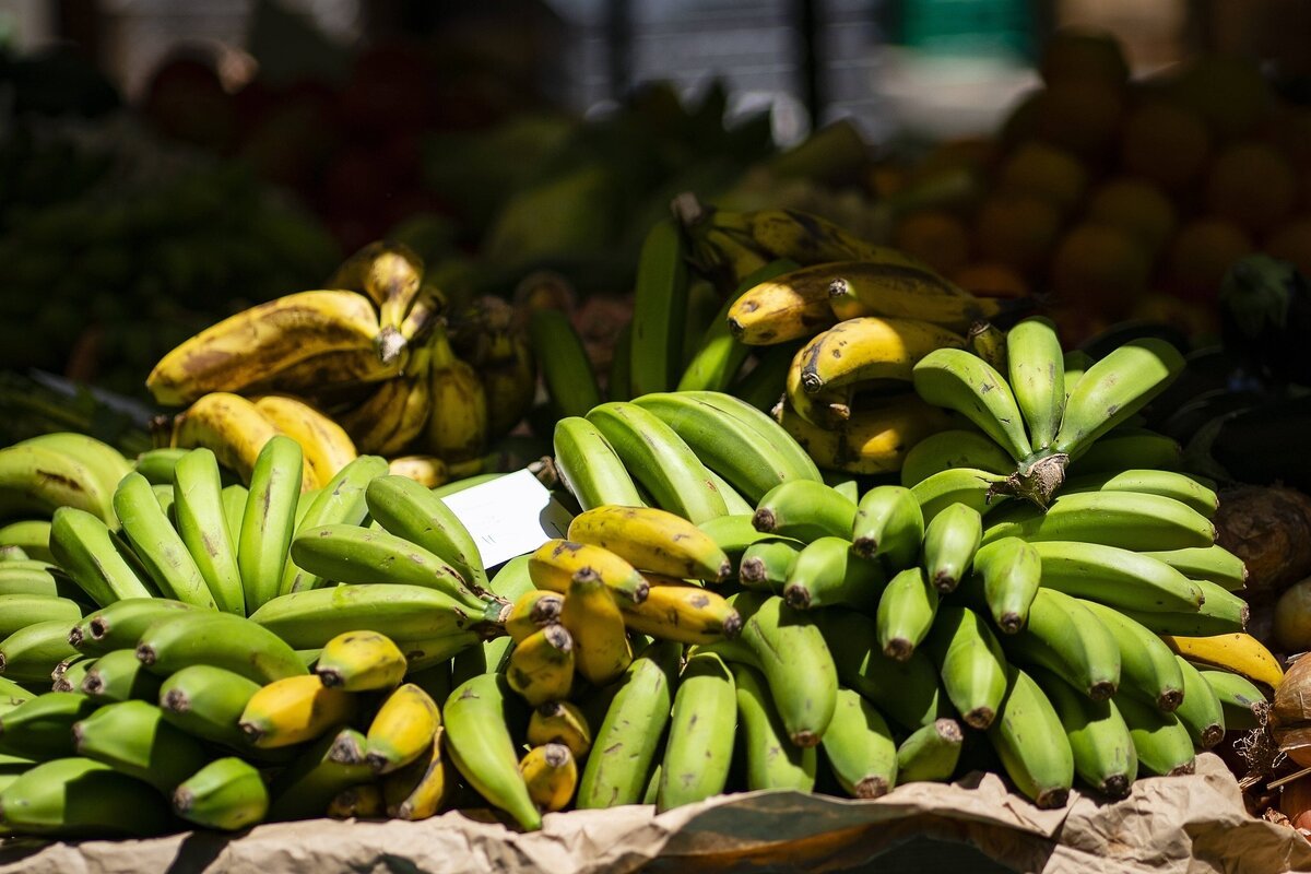 Bananen aus Madeira: Der Geschmack von Sonne und Karamell