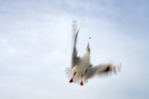 Das Flirren der Literatur in Vorkriegszeiten