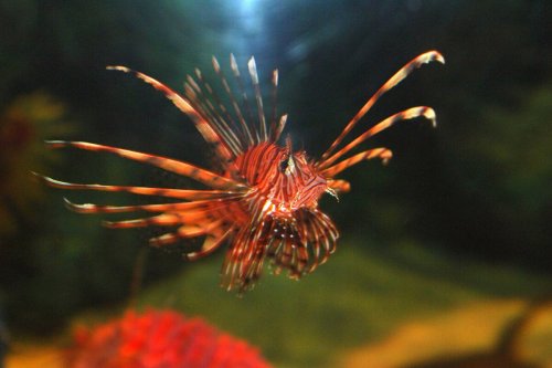 Wie der Feuerfisch das Mittelmeer verändert