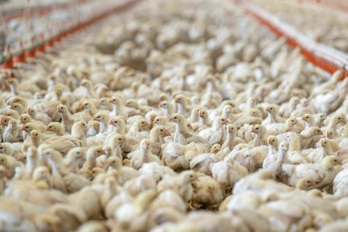 Konsum von Geflügelfleisch: Der Chickenboom ist gefährlich für Mensch und Tier