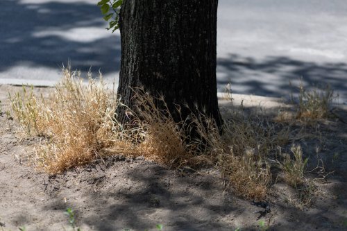 Stadtbäume Berlin: Jetzt die Gießkanne schnappen