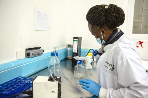 Gentechnik gegen Malaria: Ungefährliche Moskitos