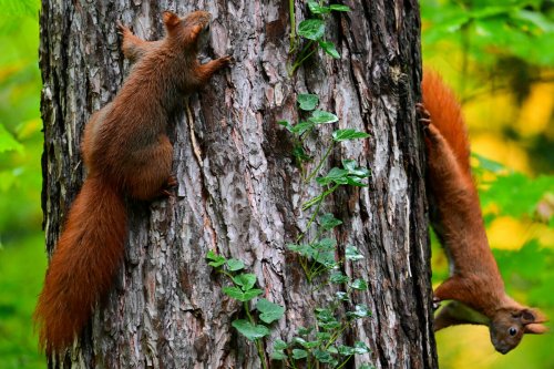 Eichhörnchen fallen nur manch­mal vom Baum