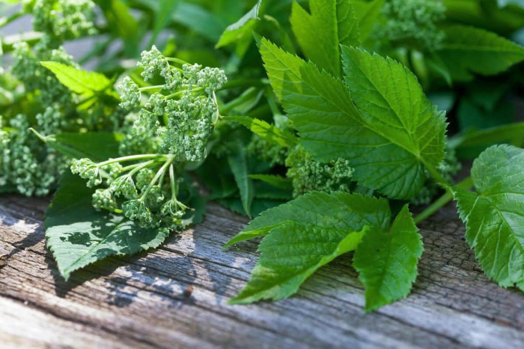 Garten