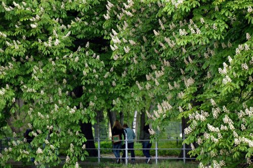 Kastanienblüte: Die Bäume setzen alles auf eine Karte