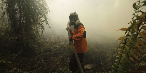 Regenwälder gehen in Rauch auf