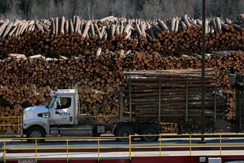 Verdächtiges Holz