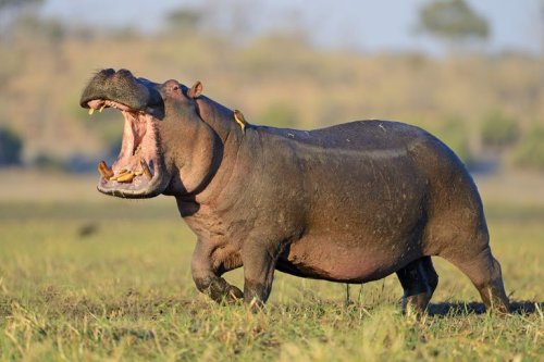 Hipopótamos. Los animales mas peligrosos de la transformación digital | Techcetera