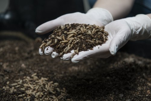 Livin Farms’ investors are betting $5.8M on powdered fly larvae