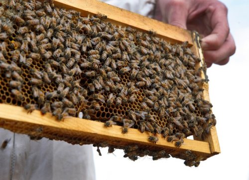 This beekeeper is rescuing bees with deep learning and an iPhone