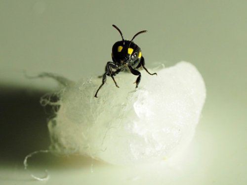 New Zealand's Humble Bee Bio is using bees to create bioplastics