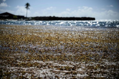 Startup says the seaweed blobbing toward Florida has a silver lining