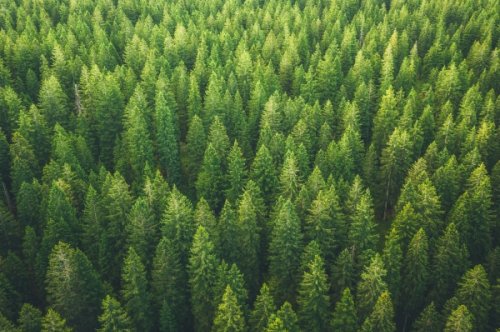 Pina Earth gets seed backing to grow sustainable forestry carbon credits
