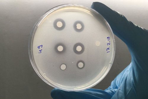 A novel antibiotic from weeds