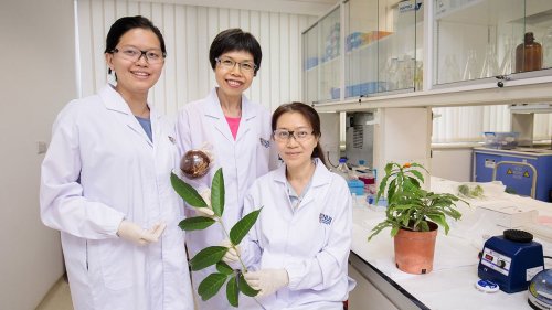Six plants native to Southeast Asia are promising cancer warriors