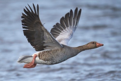 CISA launches Untitled Goose cybersecurity tool for Microsoft Azure cloud users