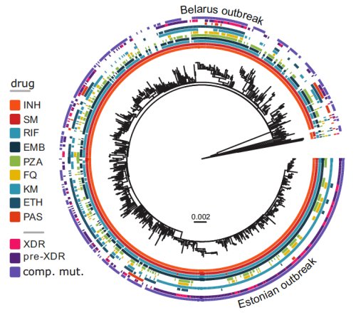 Histoire évolutive de l'ultrarésistance aux antibiotiques de la tuberculose