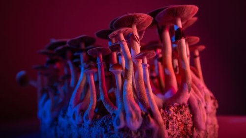 Antidepressant Psychedelics Could Be Separated From Hallucinations