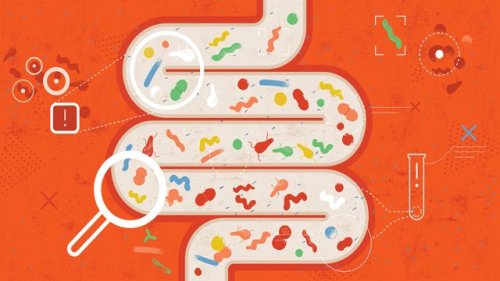 High-Protein Diet Changes the Gut Microbiome and Triggers Immune Response