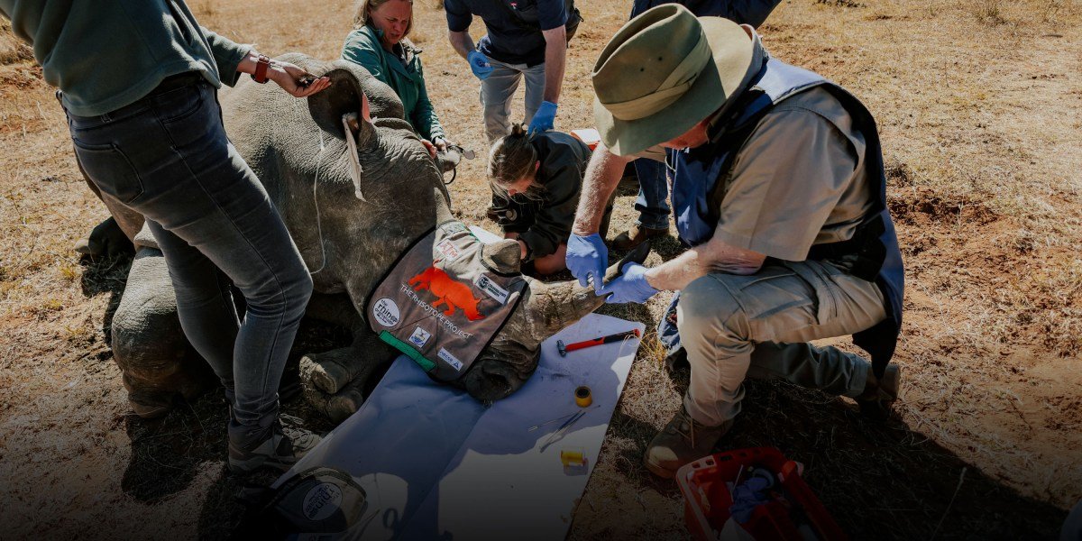 The Download: radioactive rhinos, and the rise and rise of peptides