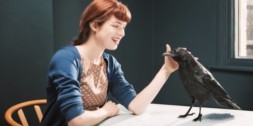 How to befriend a crow