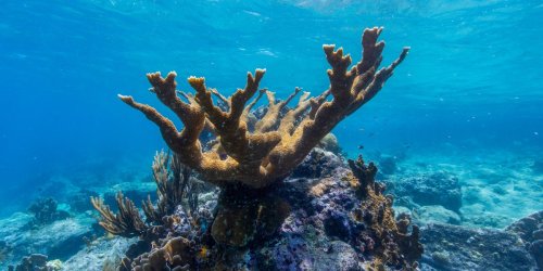 The race is on to save coral reefs—by freezing them