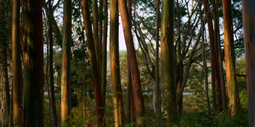 Inside the controversial tree farms powering Apple’s carbon neutral goal