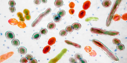 Your microbiome ages as you do—and that’s a problem