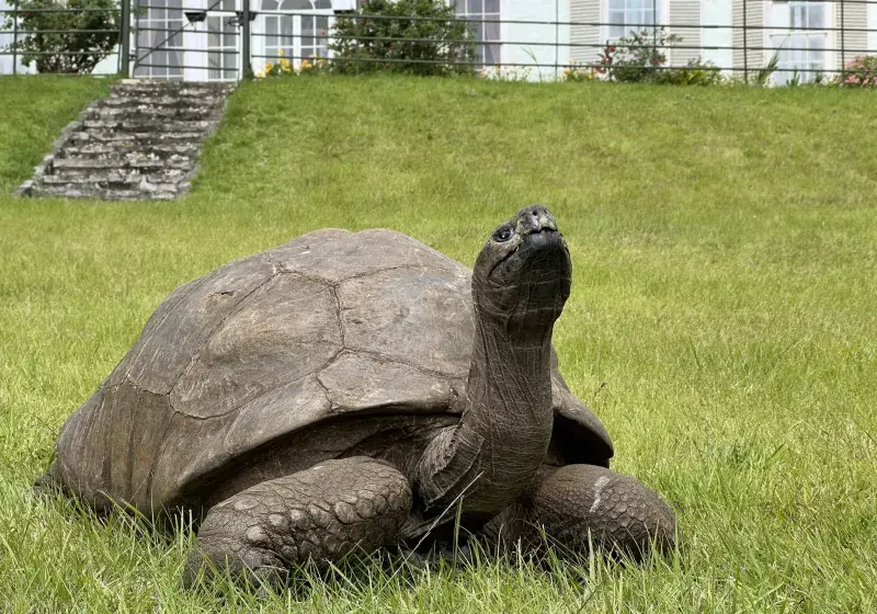 Hoax post claiming the world's oldest tortoise had died was a crypto scam