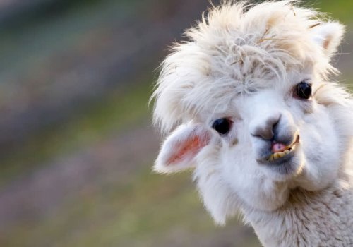 Meta's Llama 2 LLM is still prone to hallucinations and other severe security vulnerabilities