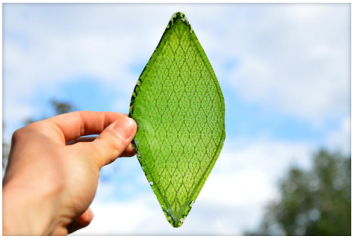 The Artificial Leaf That Converts Carbon Dioxide To Fuel