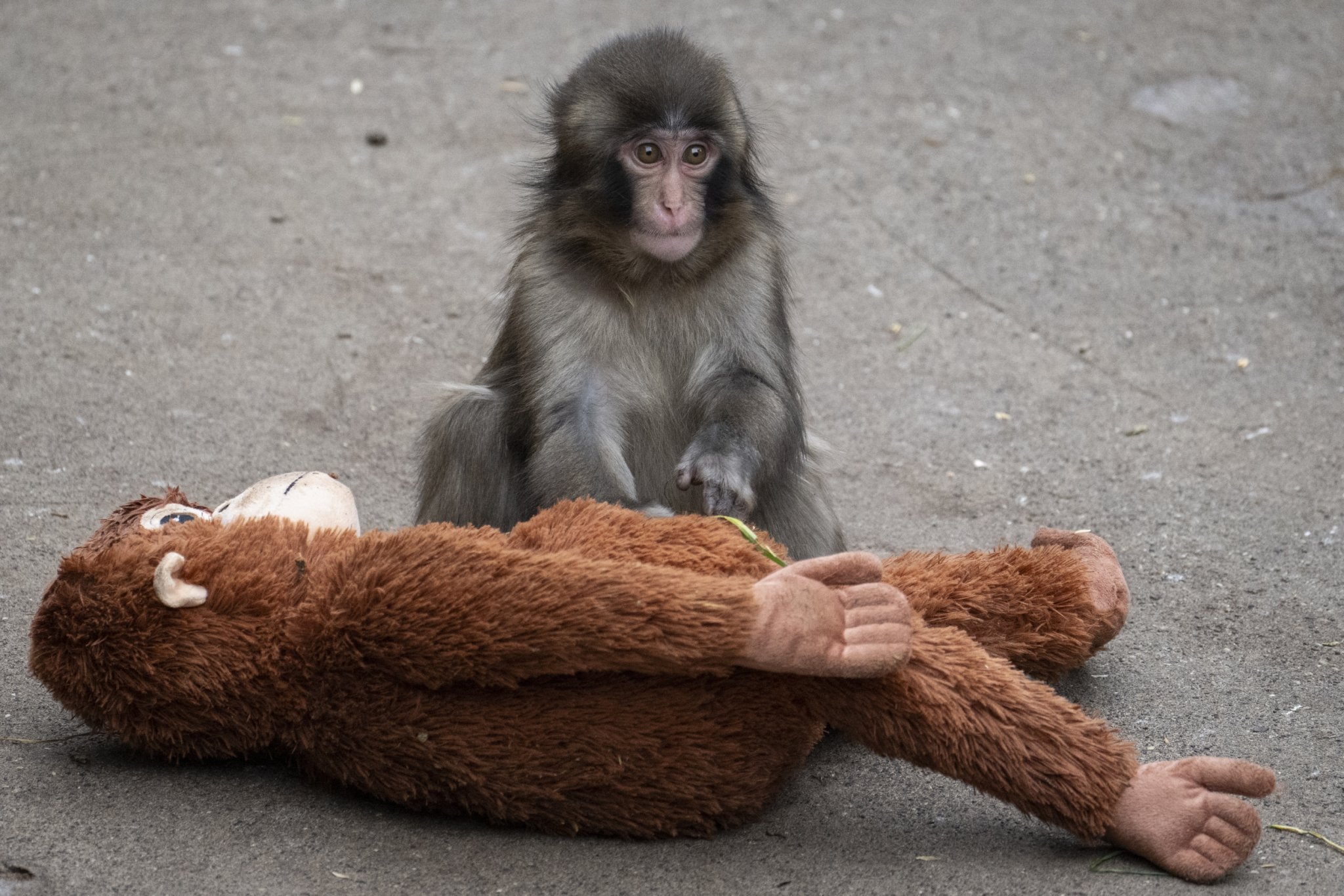 Two Americans Arrested in Japan After Invading Punch the Monkey's Enclosure for Crypto Publicity